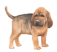 Bloodhound - Fell 30