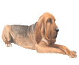 Bloodhound - Fell 30