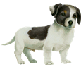 Jack Russell Terrier - Fell 35