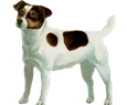 Jack Russell Terrier - Fell 35