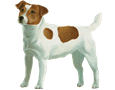Jack Russell Terrier - Fell 60