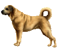 Anatolische Hirtenhund - Fell 2