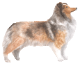 Shetland Sheepdog - Fell 17
