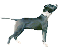 American Staffordshire Terrier - Fell 1
