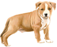 American Staffordshire Terrier - Fell 17