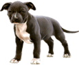 American Staffordshire Terrier - Fell 51