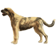Irisher Wolfhound - Fell 452