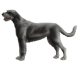 Irisher Wolfhound - Fell 52