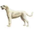 Irisher Wolfhound - Fell 7