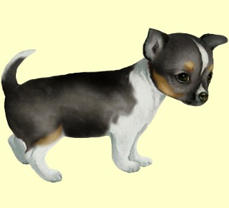 Chihuahua - Fell 35