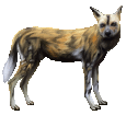 Afrikanischer Wildhund - Fell 36