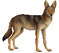 Kojote - Fell 52