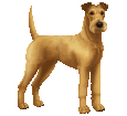 Irischer Terrier - Fell 2
