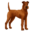 Irischer Terrier - Fell 40